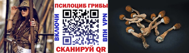 где купить наркоту  Салаир  Псилоцибиновые грибы Psilocybe 